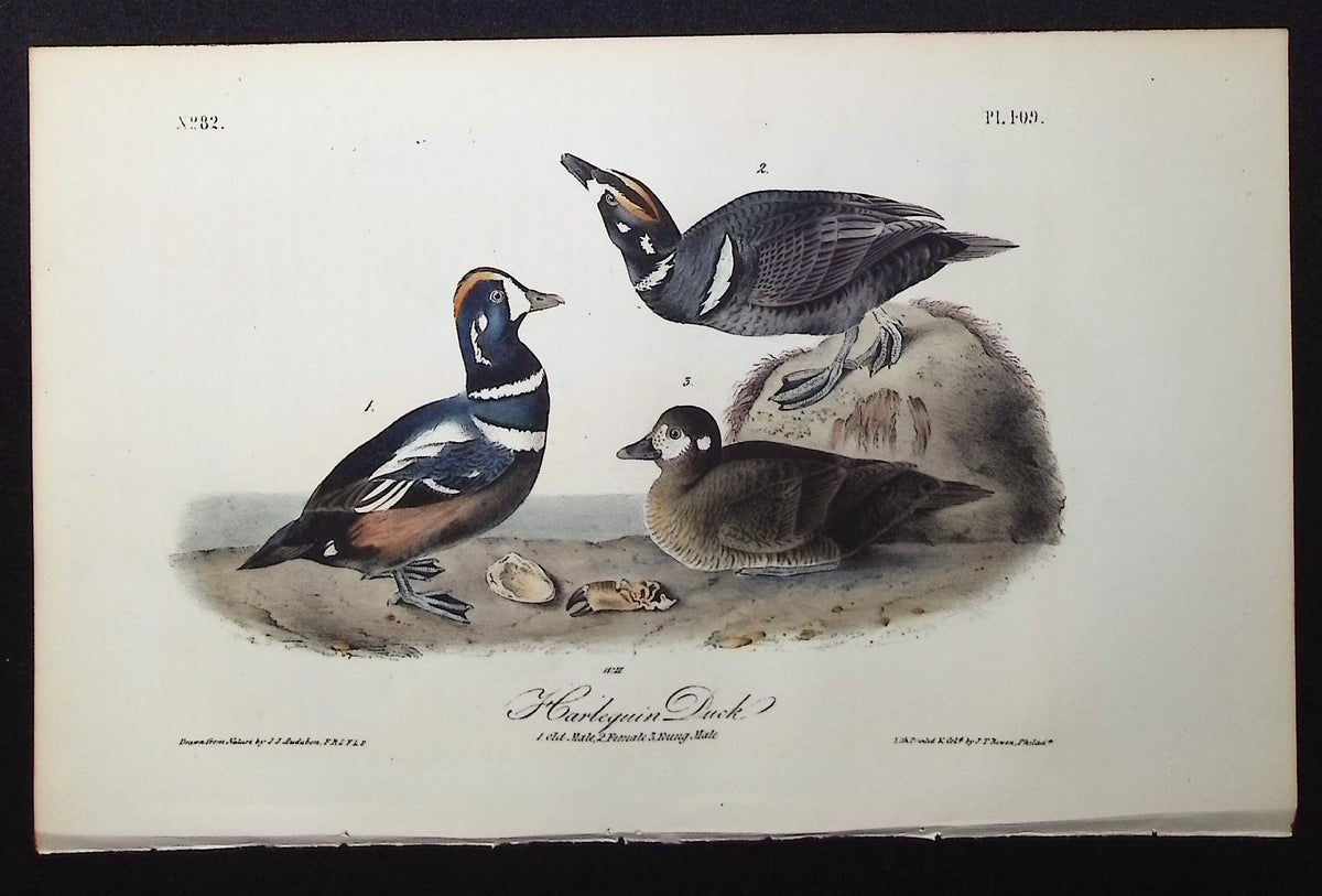 Harlequin Duck
