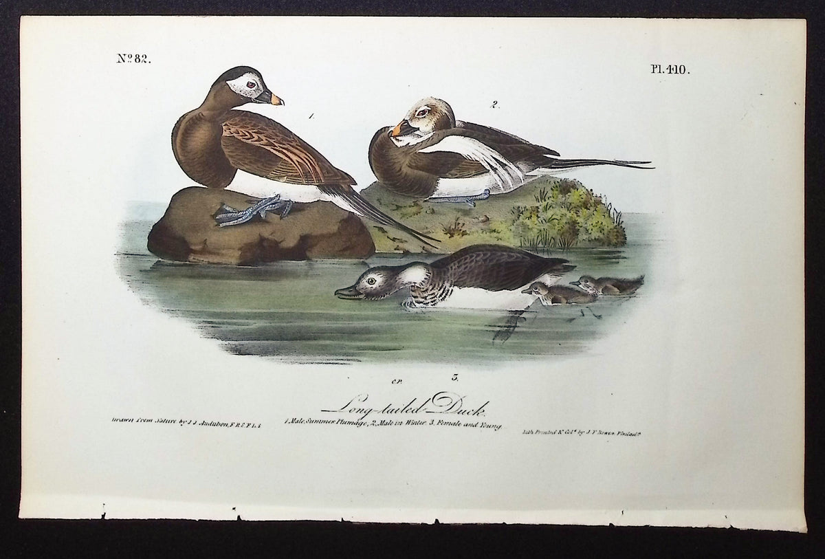 Long-tailed Duck