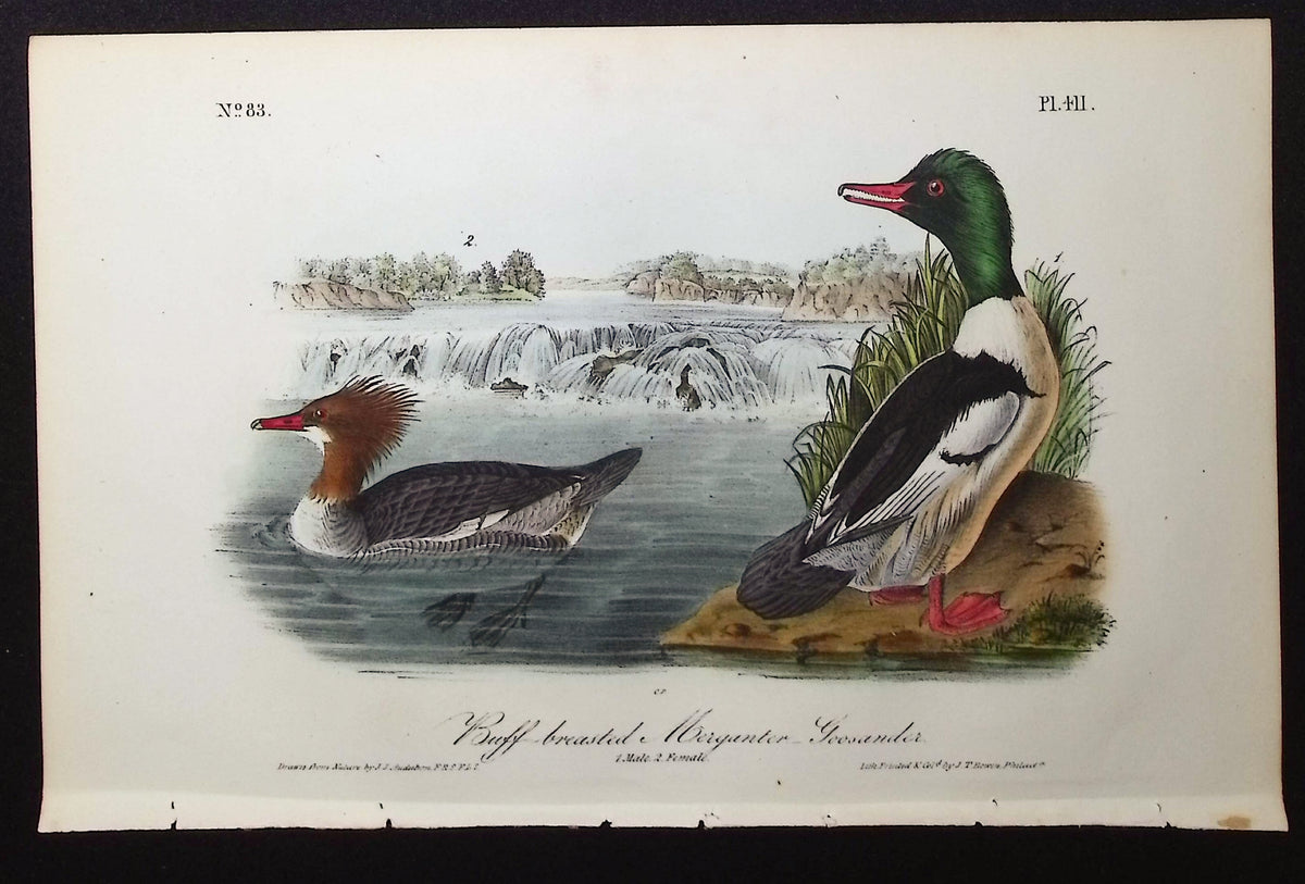 Buff-breasted Merganser-Goosander