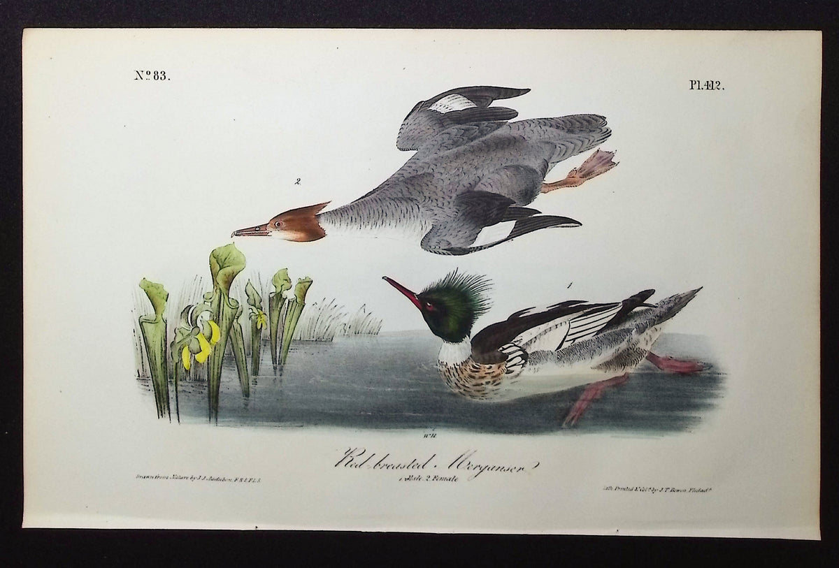 Red-breasted Merganser