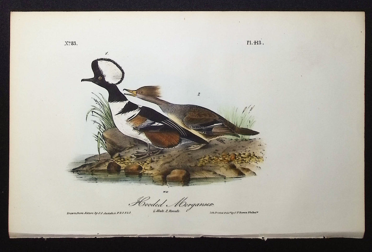 Hooded Merganser