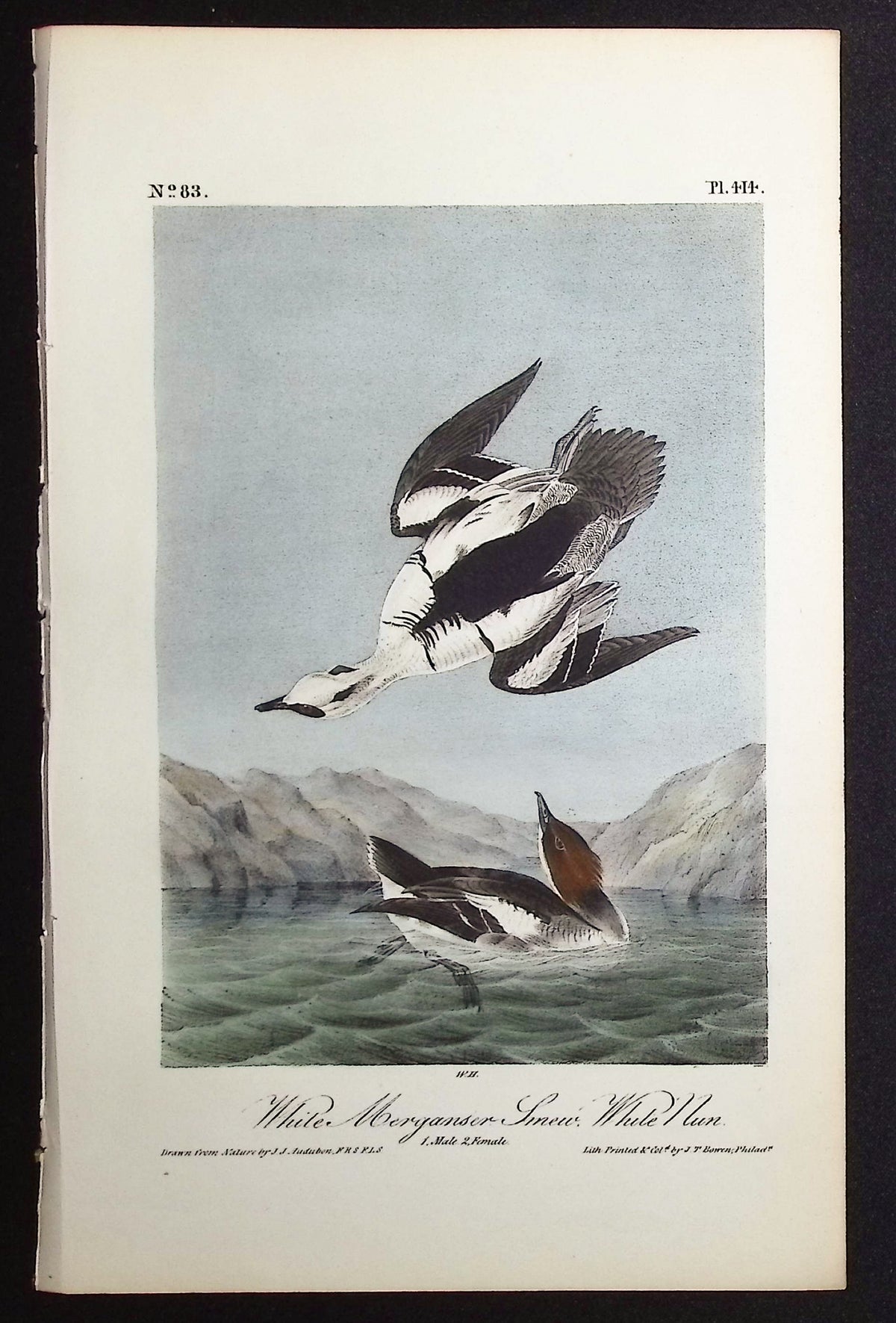 White Merganser Smew, White Nun