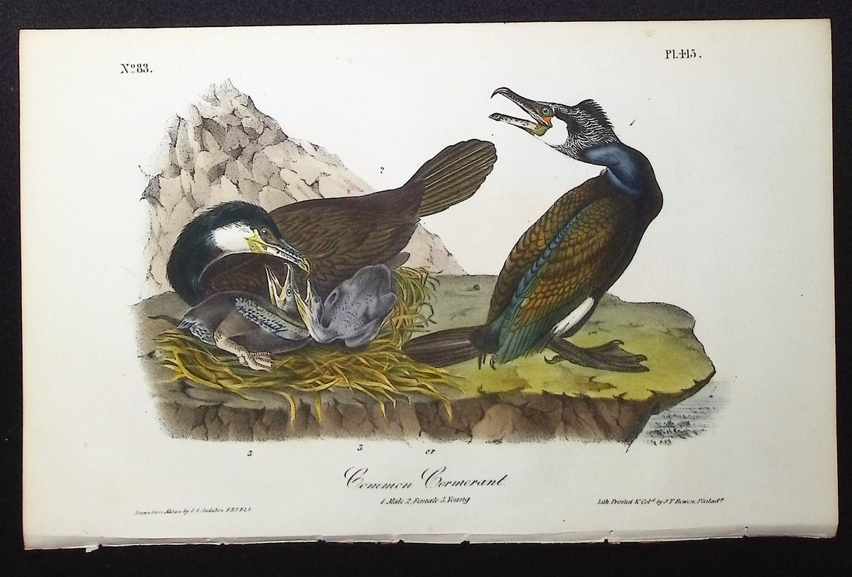 Common Cormorant