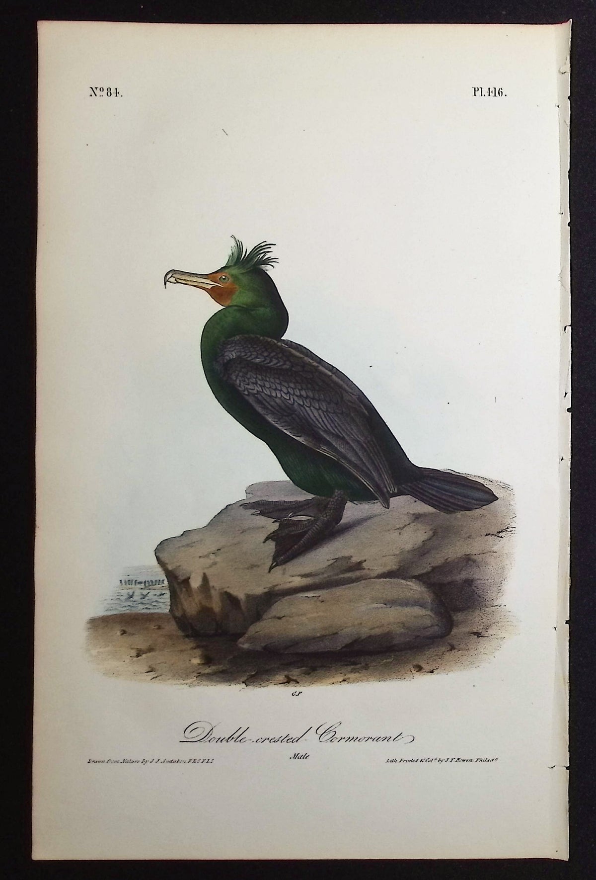 Double-crested Cormorant