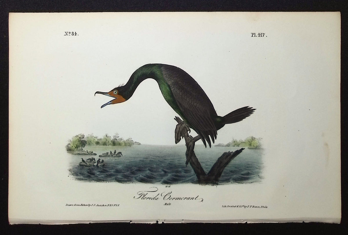Florida Cormorant