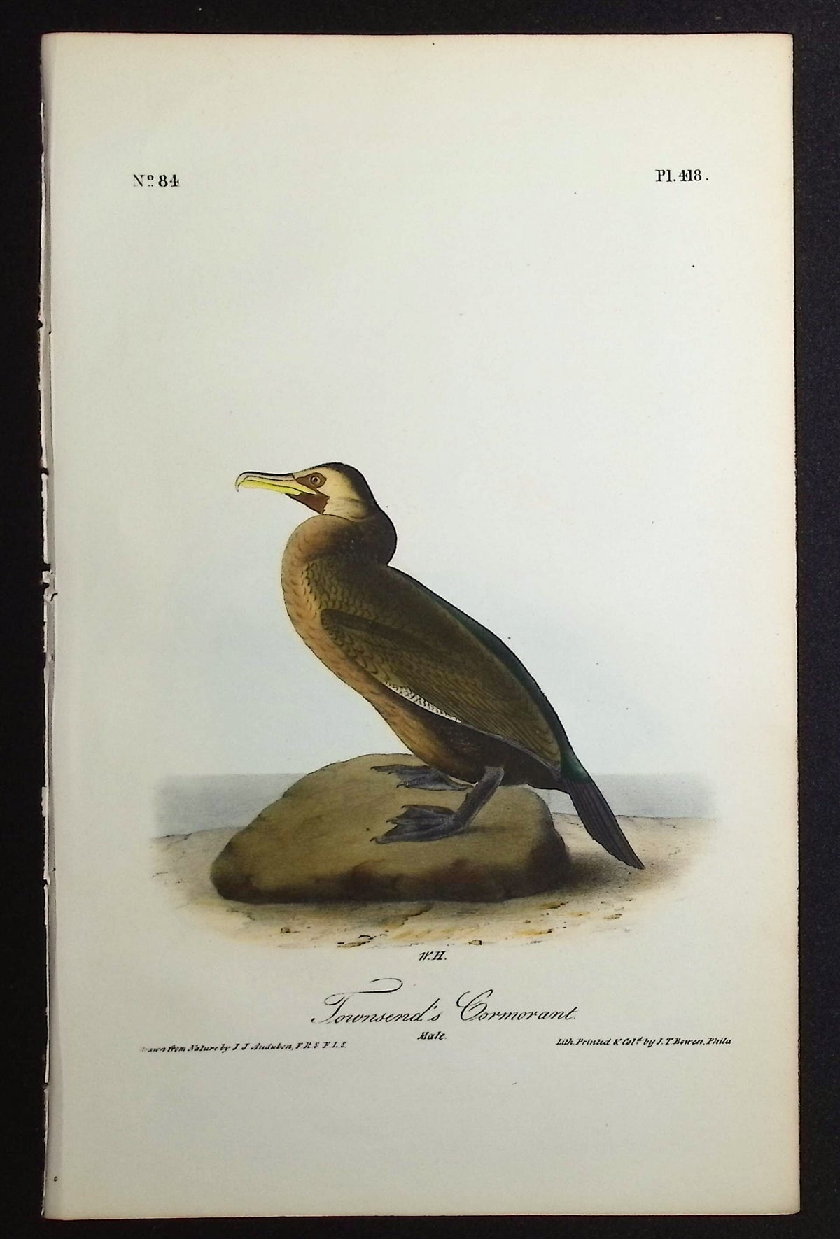 Townsend's Cormorant