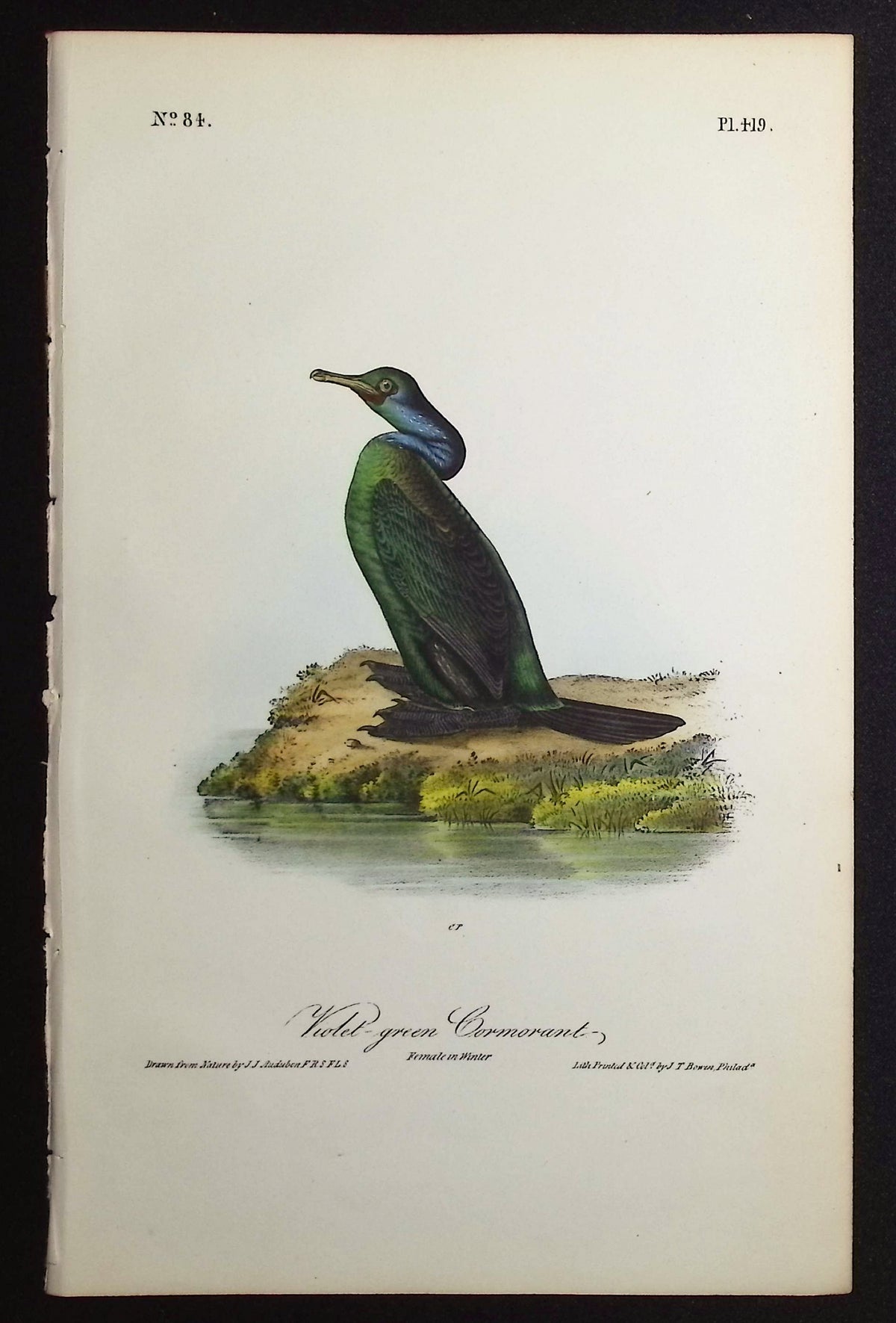 Violet-green Cormorant