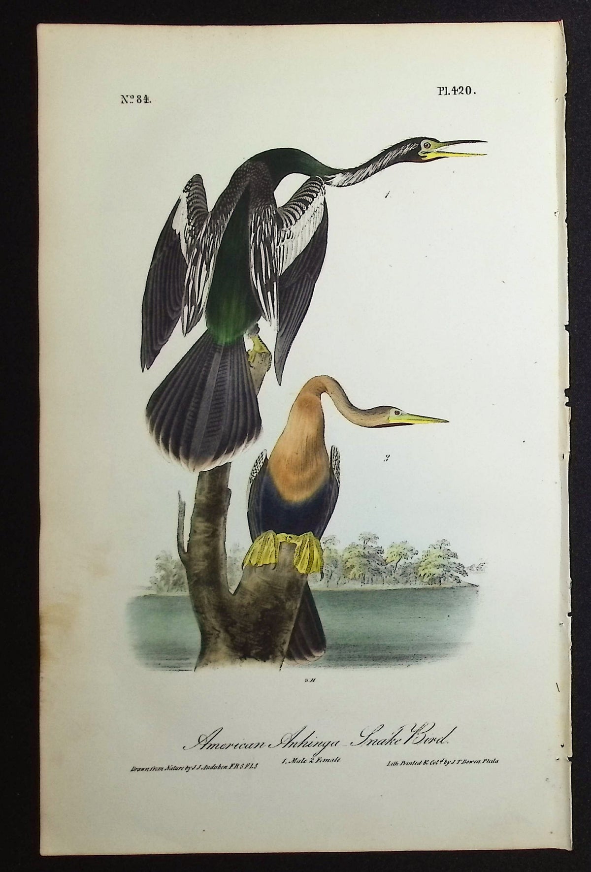 American Anhinga or Snake Bird