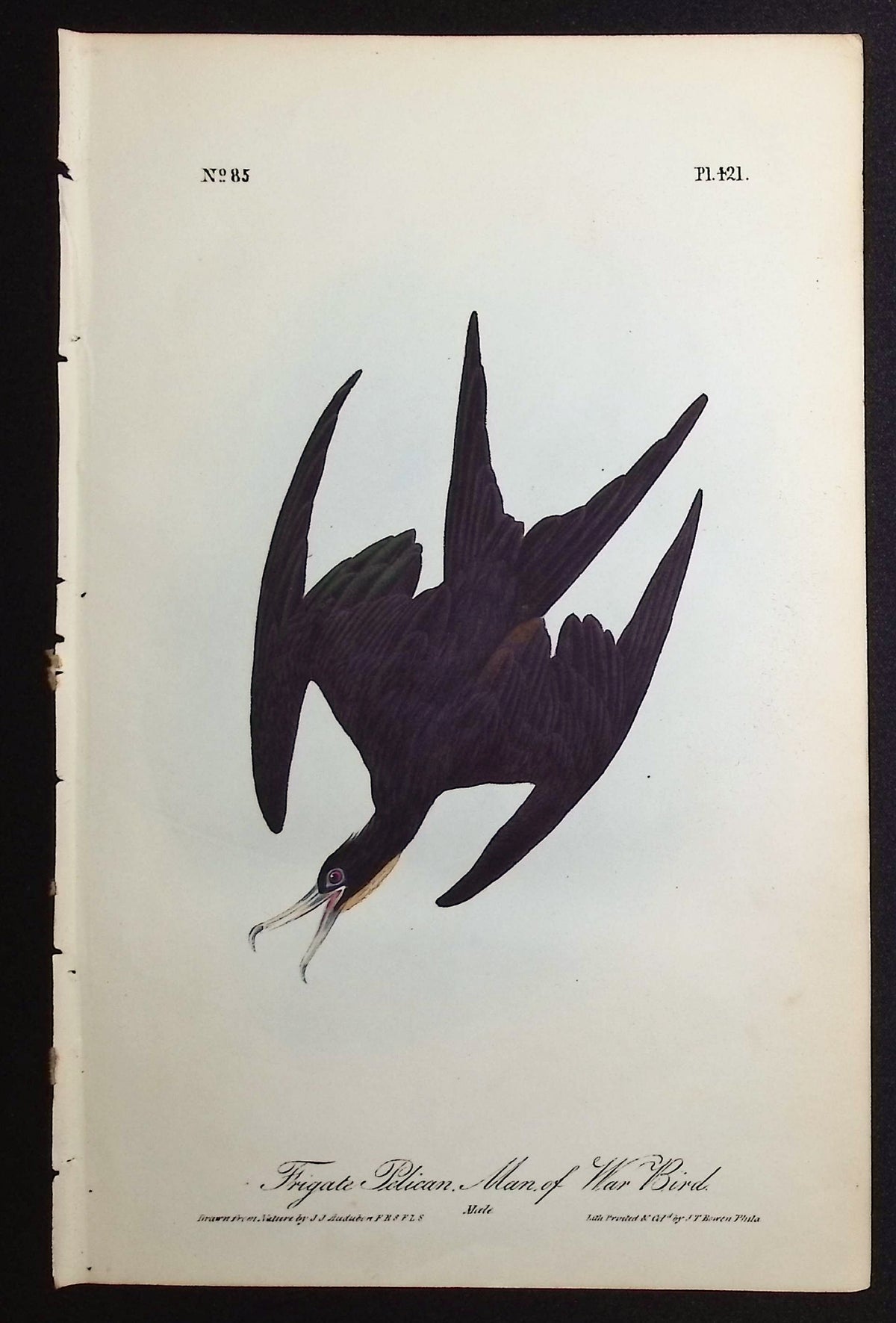 Frigate Pelican Man of War Bird