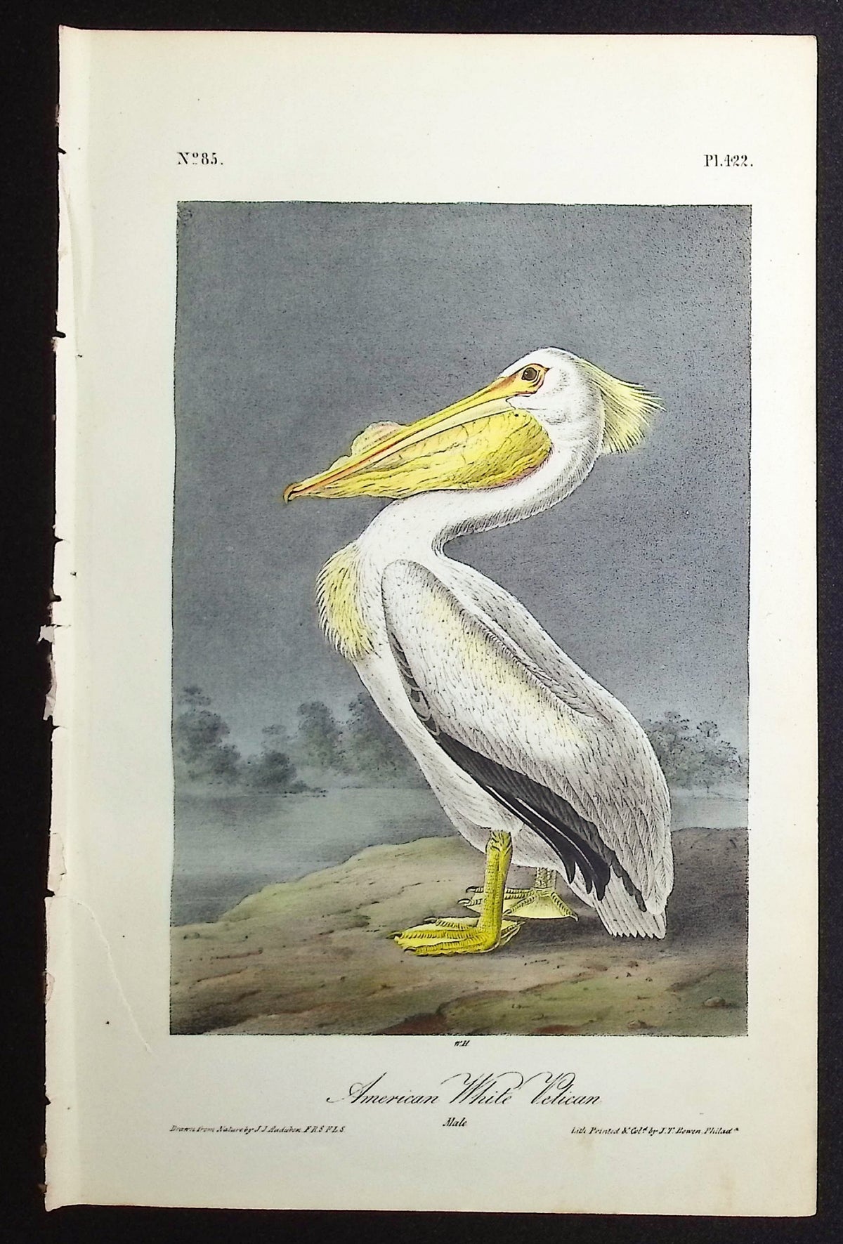 American White Pelican
