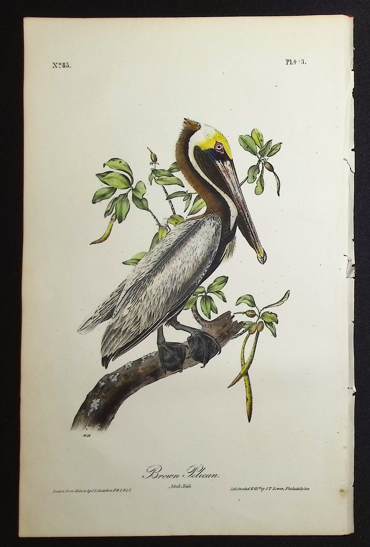 Brown Pelican
