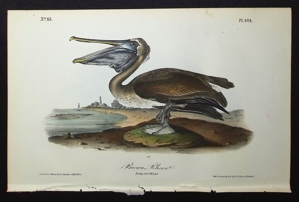 Brown Pelican