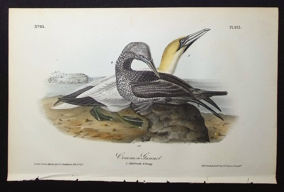 Common Gannet