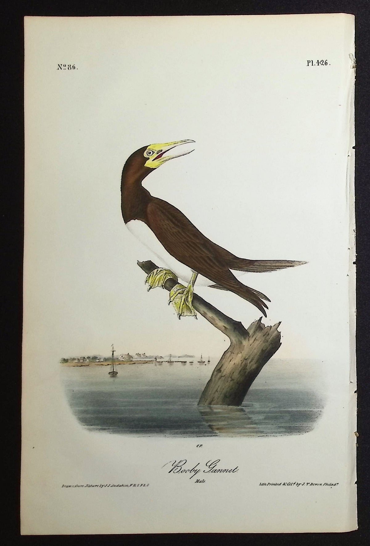Booby Gannet