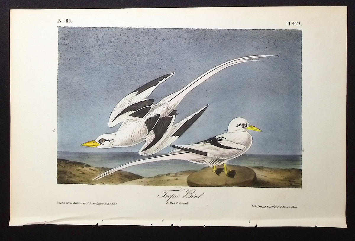Tropic Bird