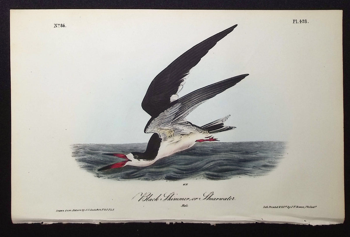 Black Skimmer or Shearwater