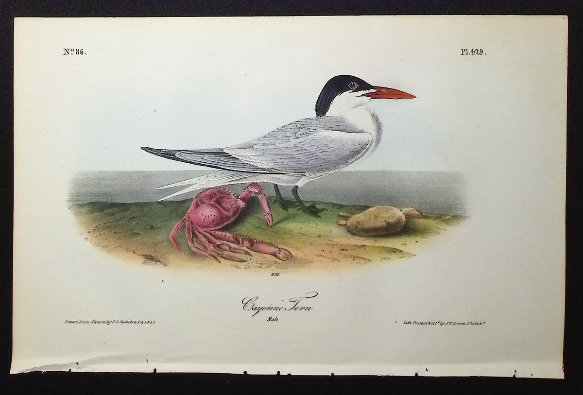 Cayenne Tern
