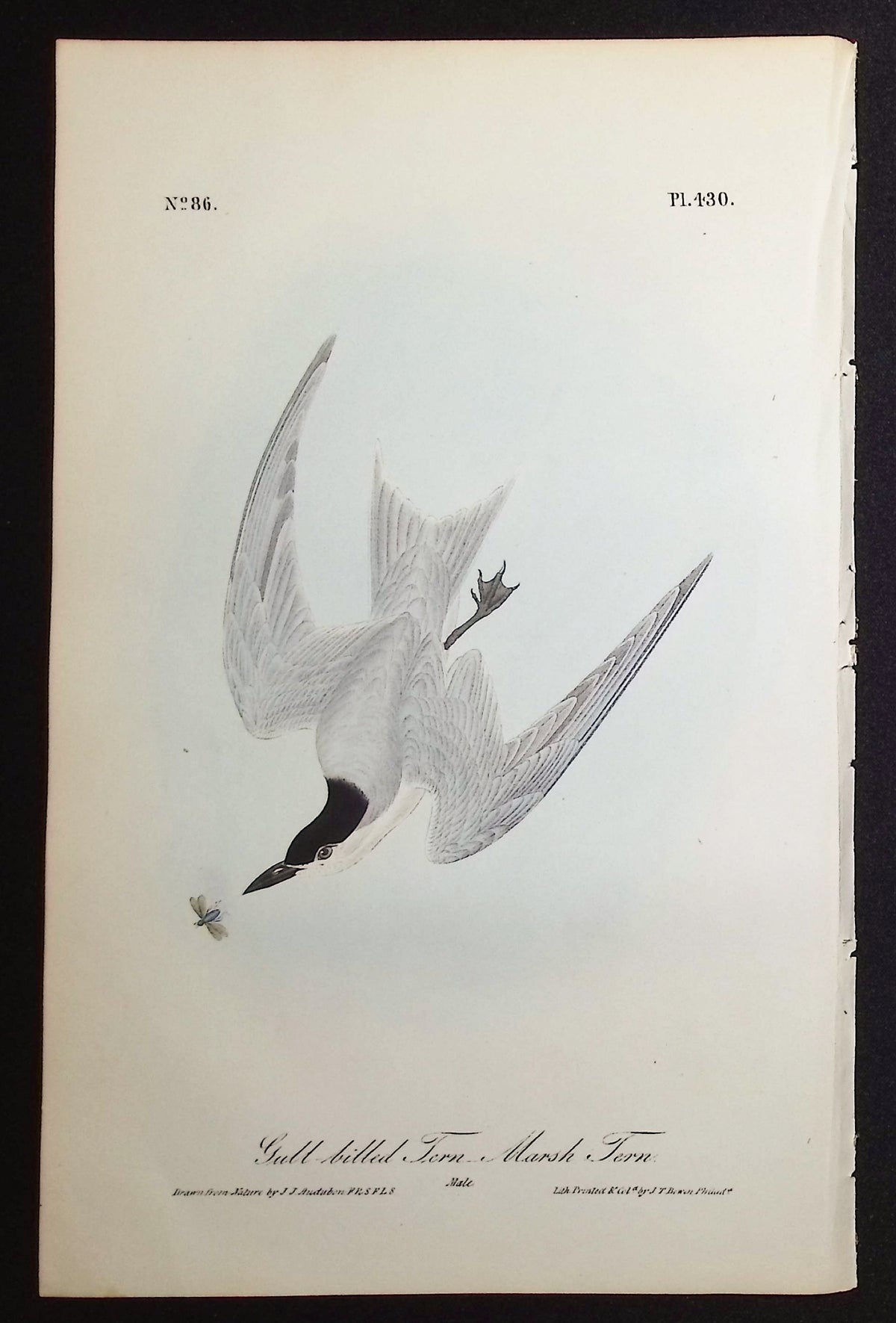 Gull-billed Tern, Marsh Tern