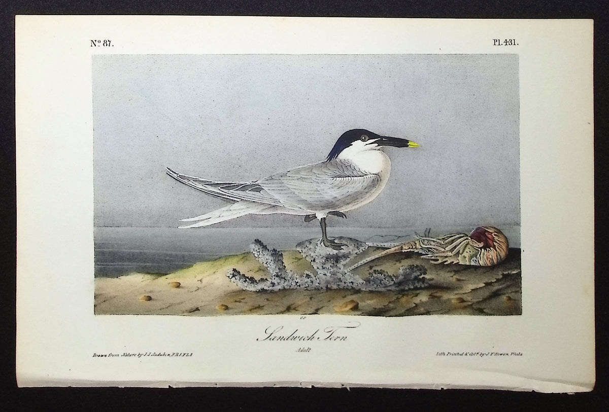 Sandwich Tern