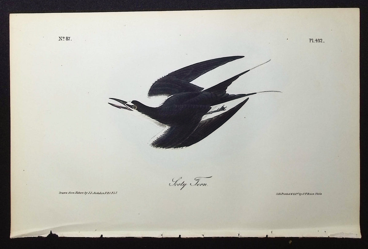 Sooty Tern