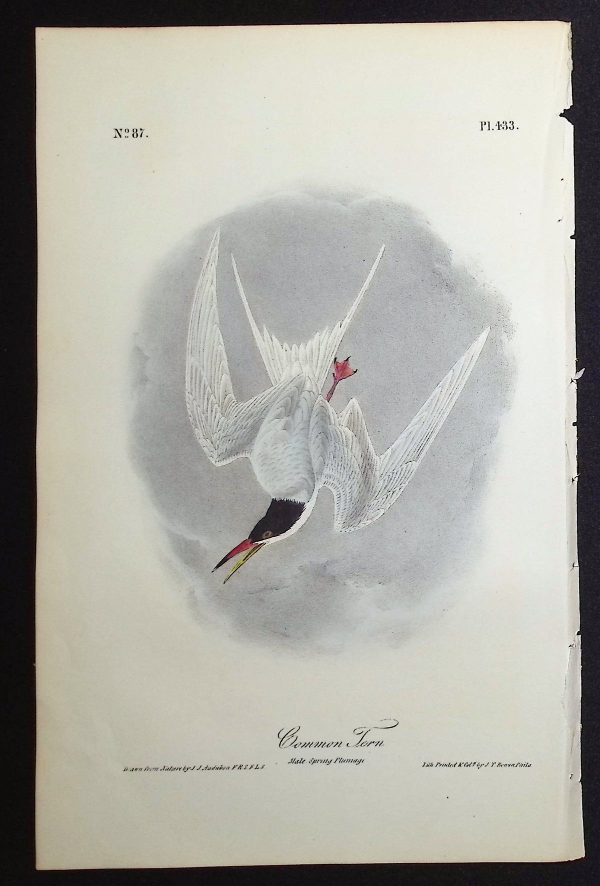 Common Tern