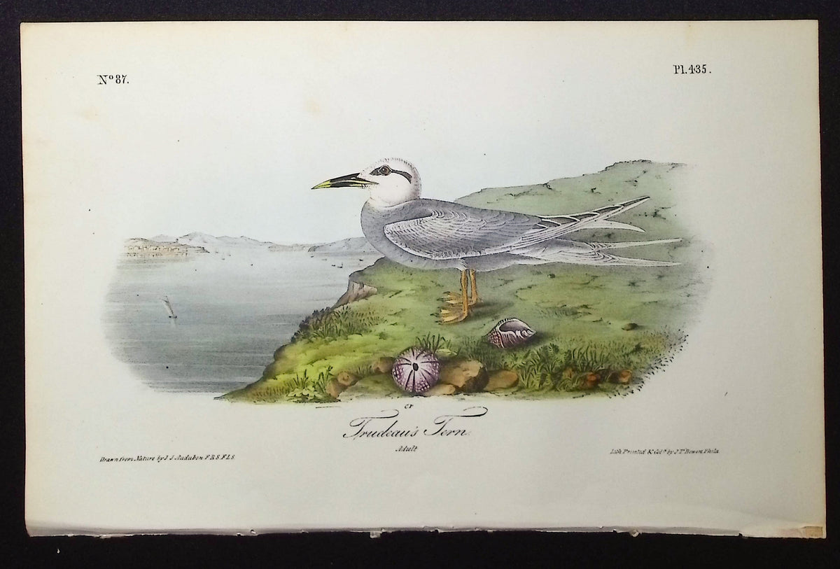 Trudeau's Tern