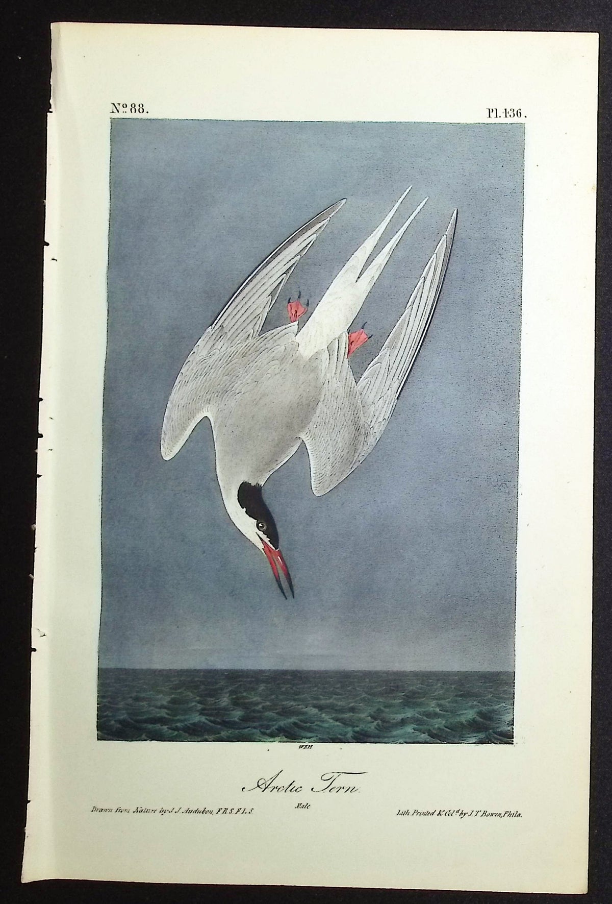 Arctic Tern