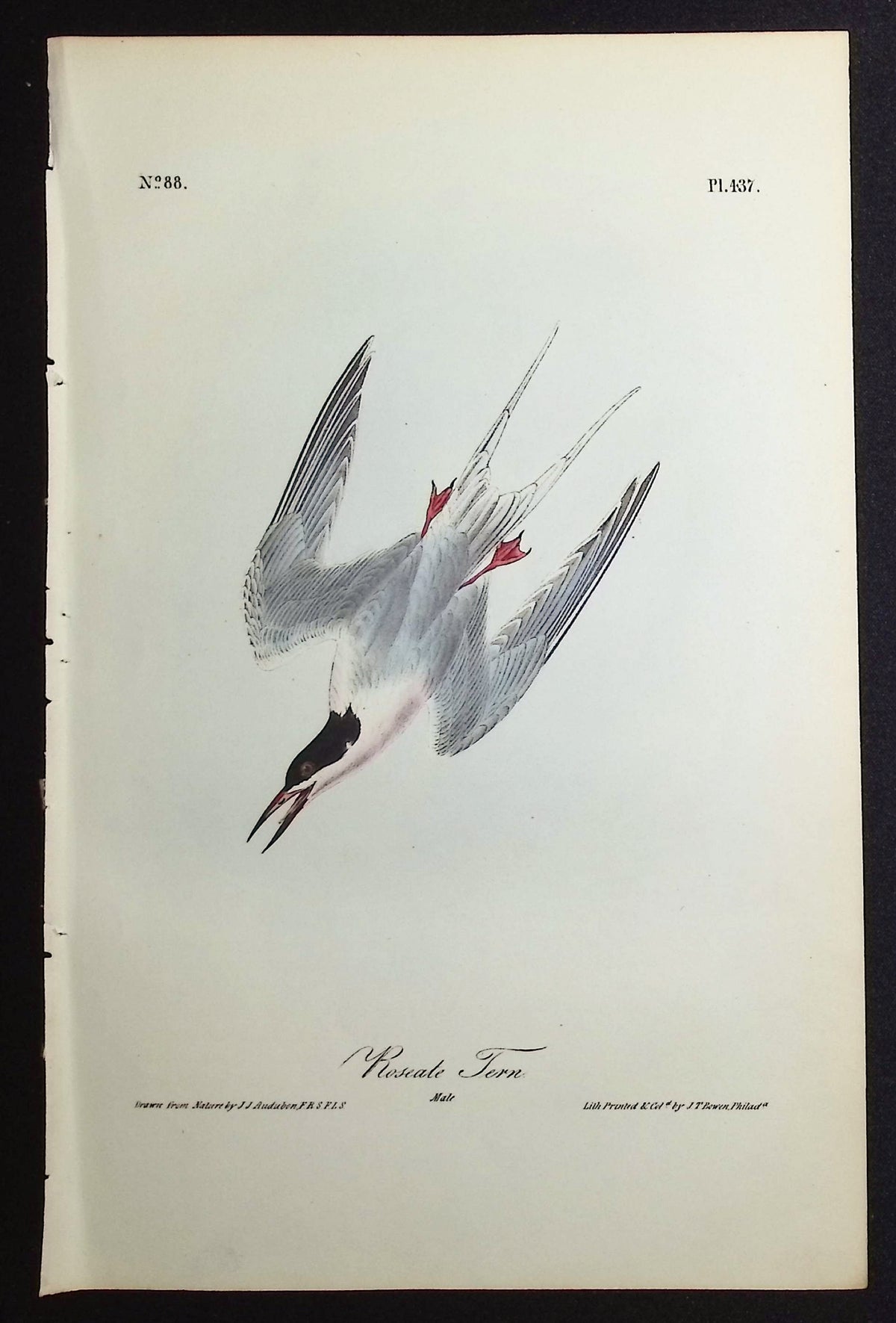 Roseate Tern