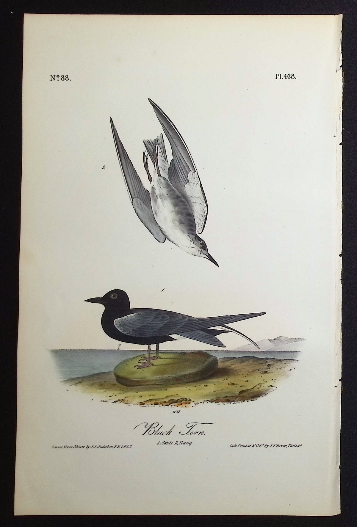 Black Tern
