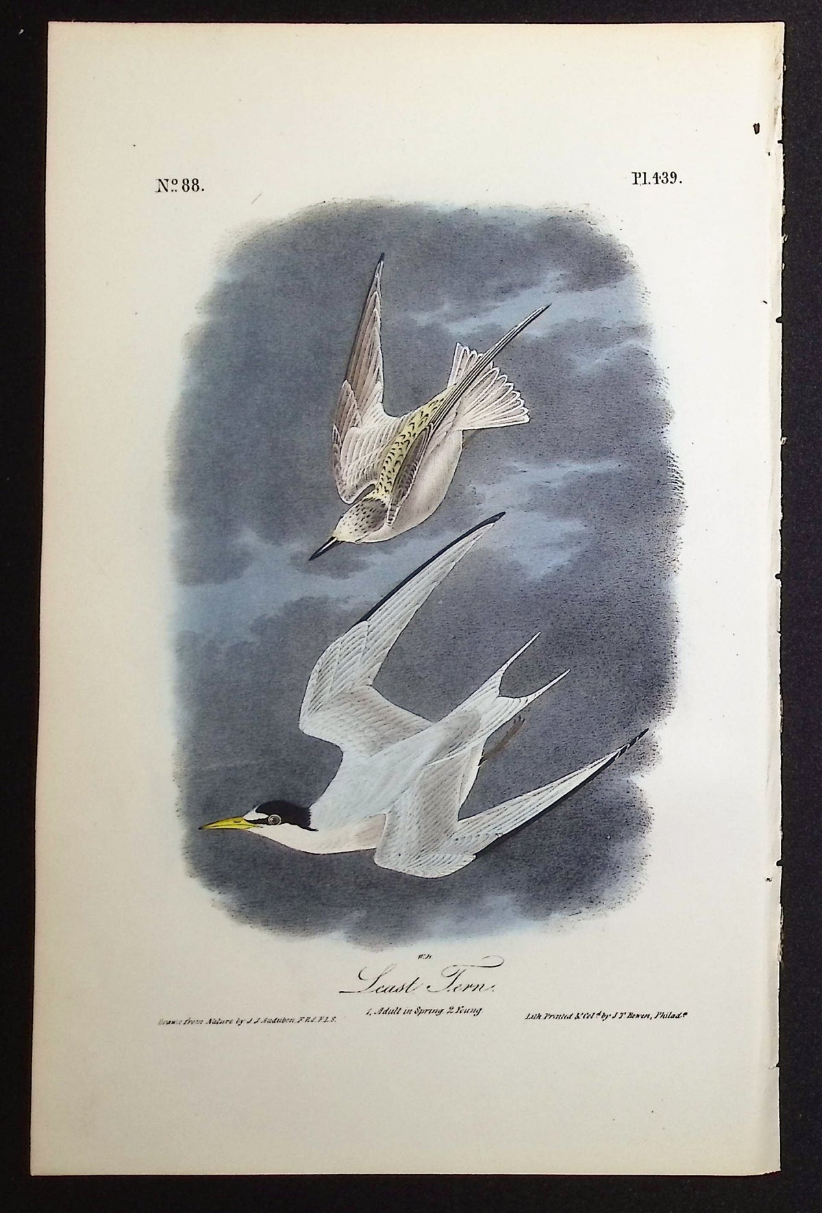 Least Tern