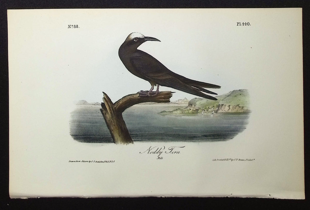 Noddy Tern