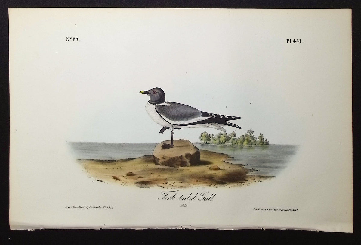 Fork-tailed Gull