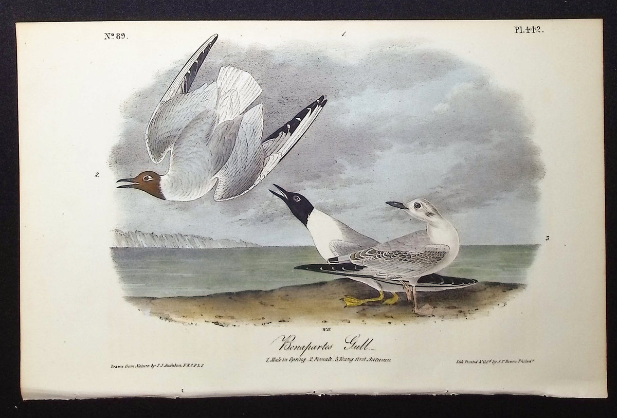 Bonapartes Gull