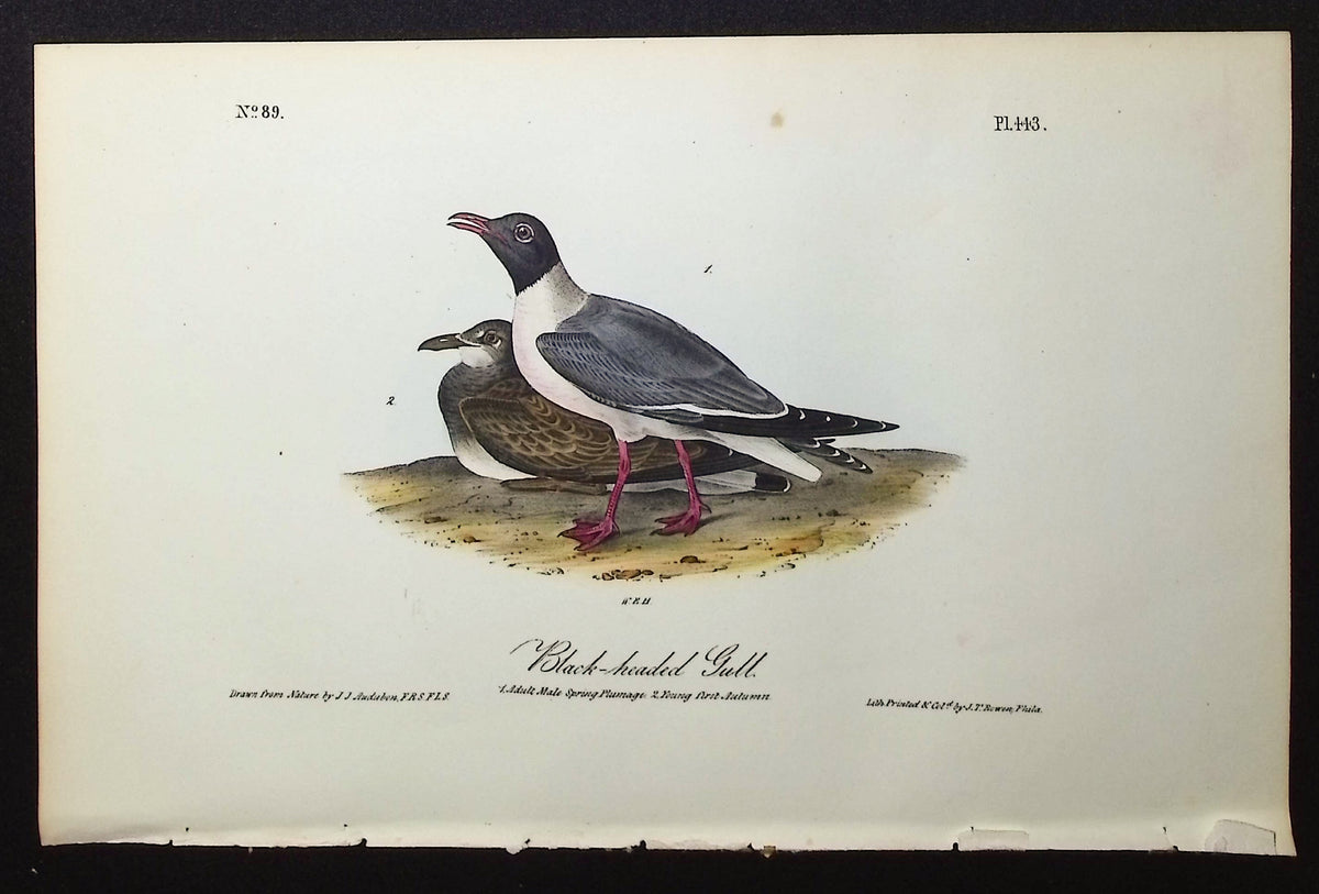 Black-headed Gull