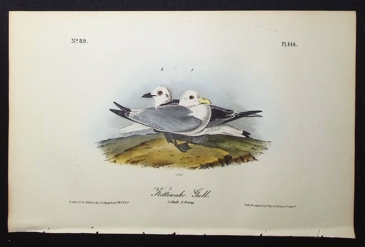 Kittiwake Gull