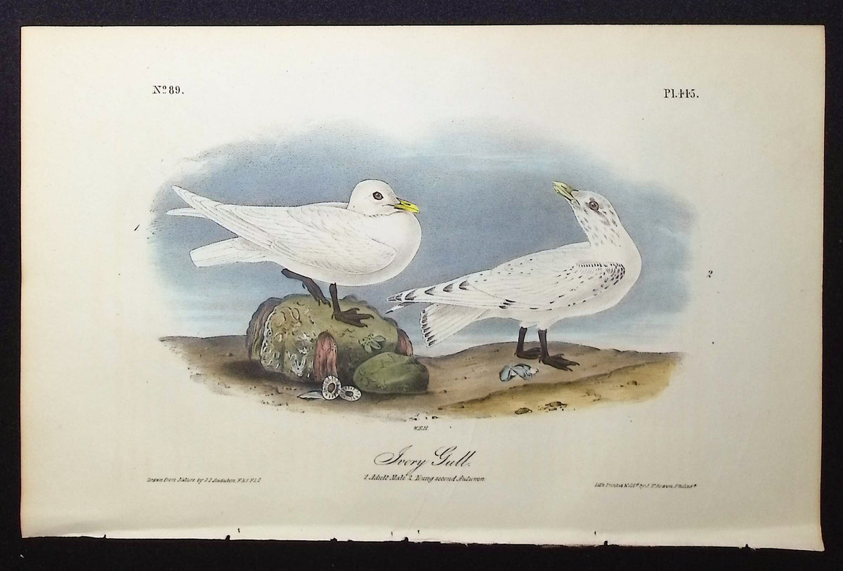 Ivory Gull