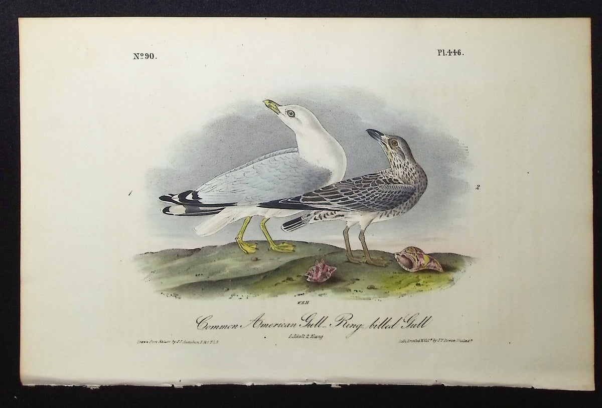 Common American Gull, Ring-billed Gull