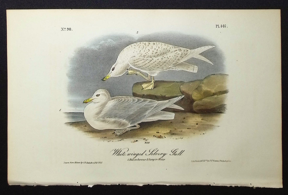 White-winged Silvery Gull