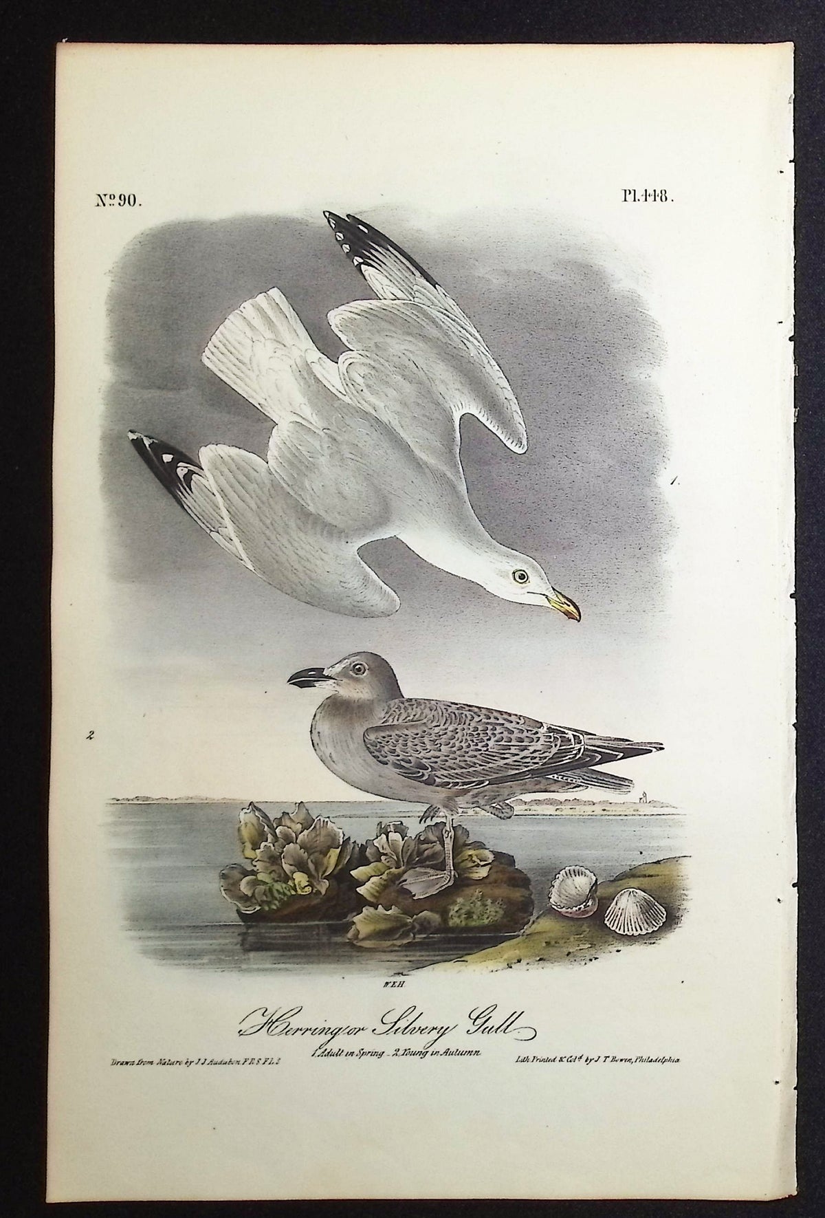Herring or Silvery Gull