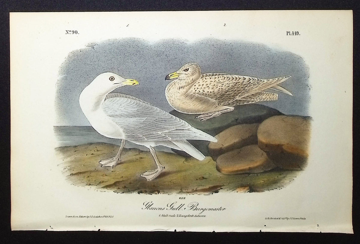 Glaucus Gull-Burgomaster