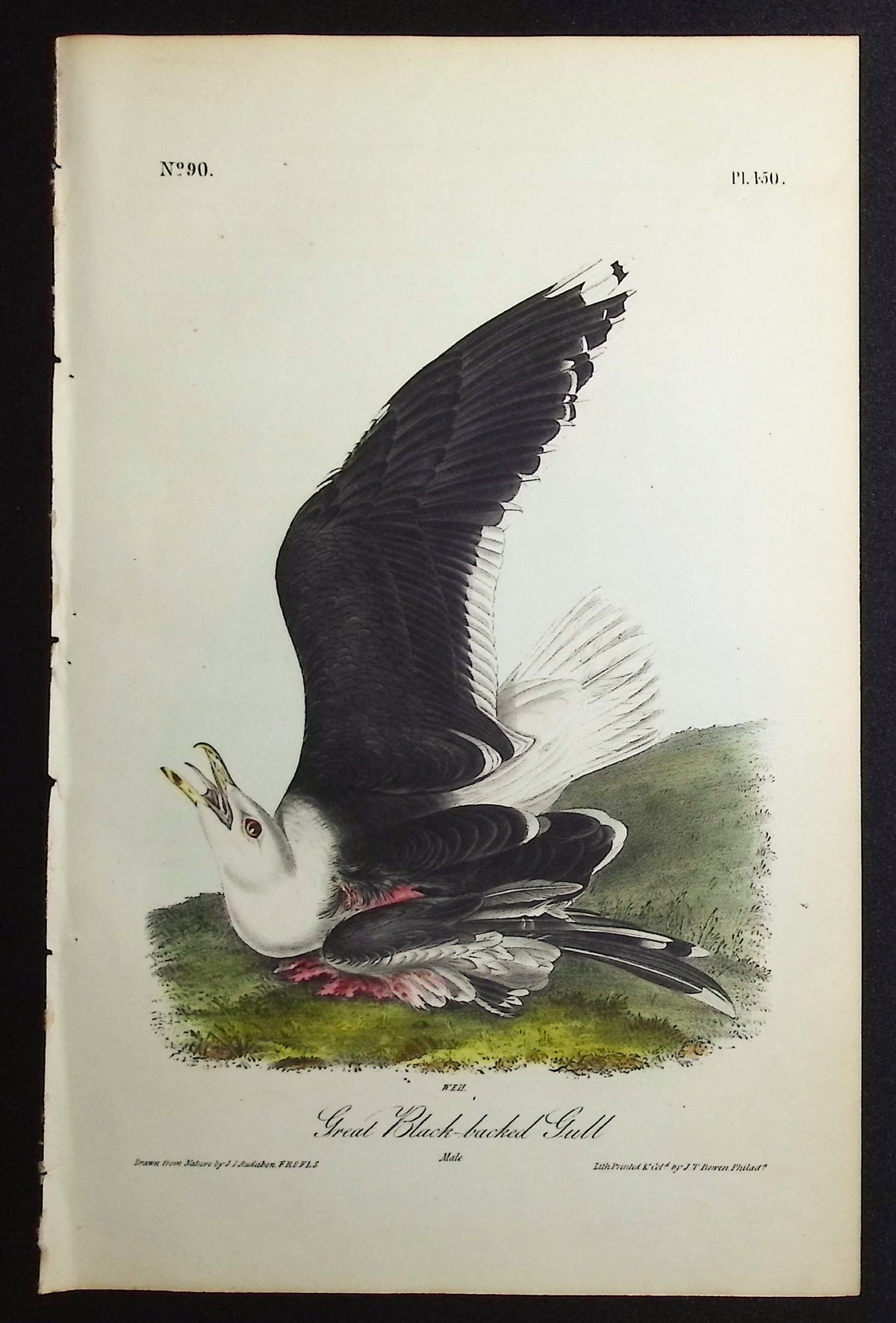 Great Black-backed Gull