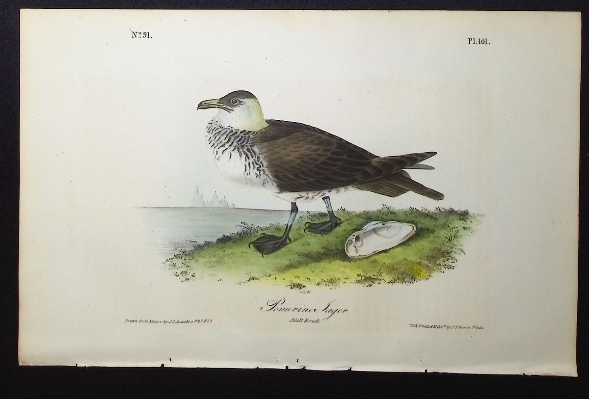 Pomerine Jager