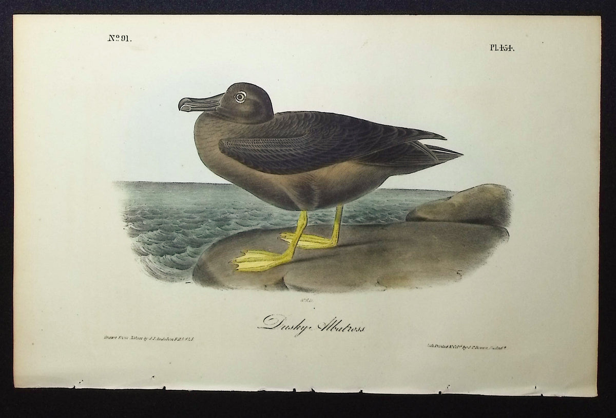 Dusky Albatross
