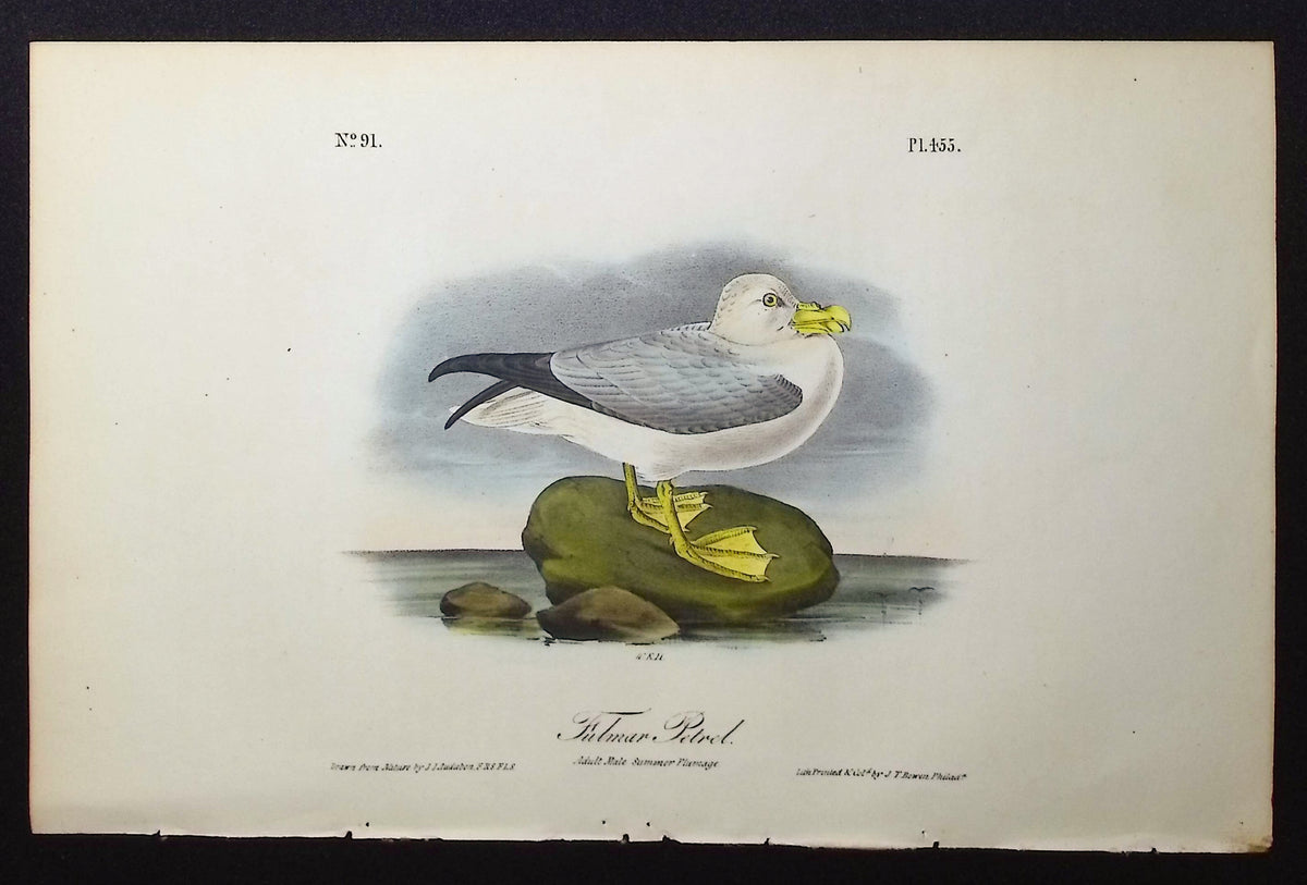 Fulmar Petrel