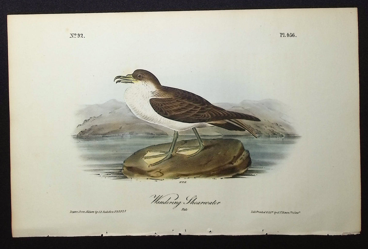 Wandering Shearwater