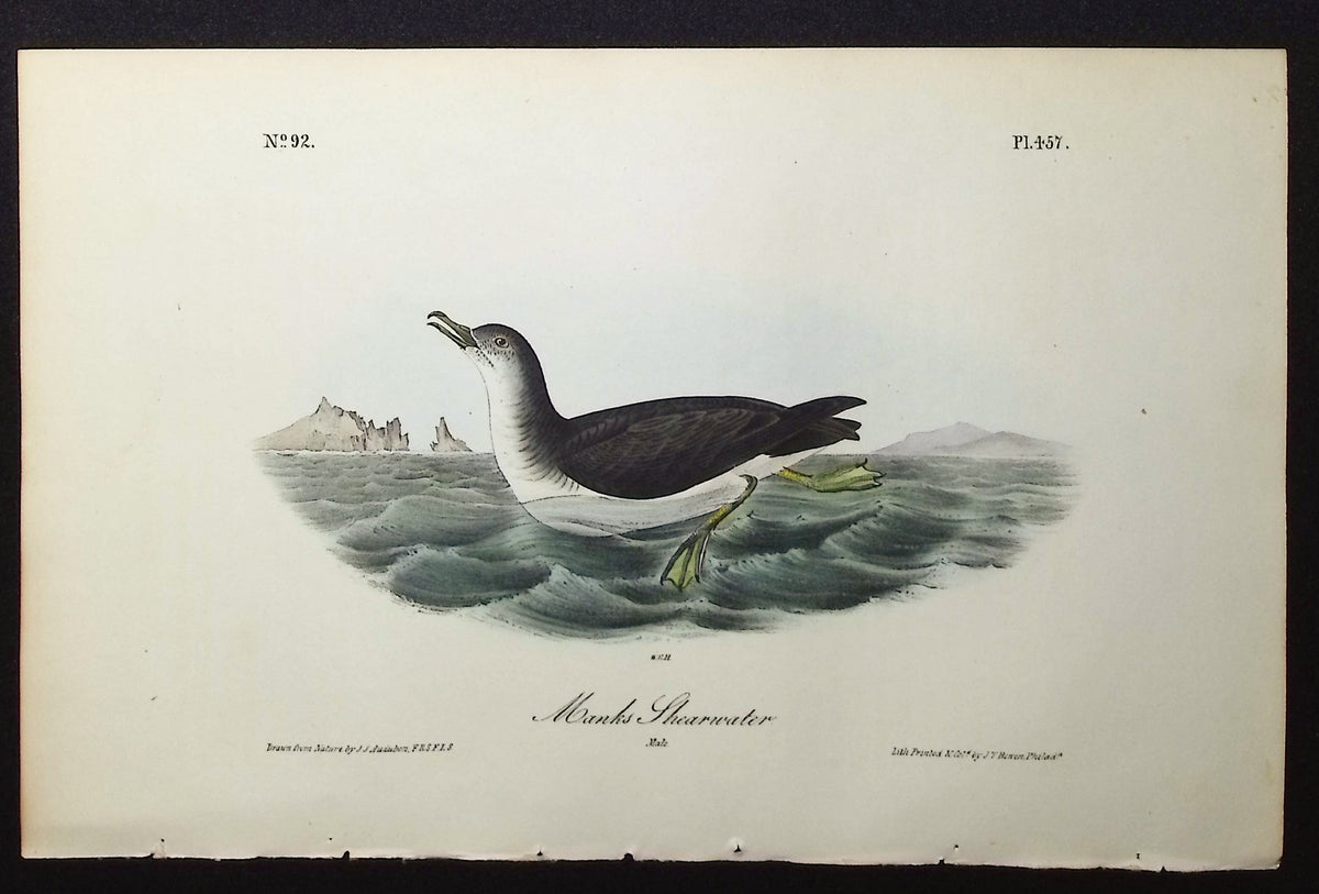 Manks Shearwater