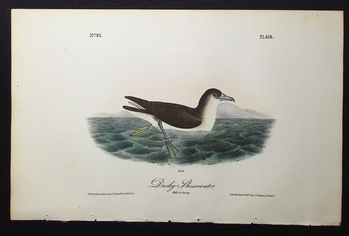 Dusky Shearwater
