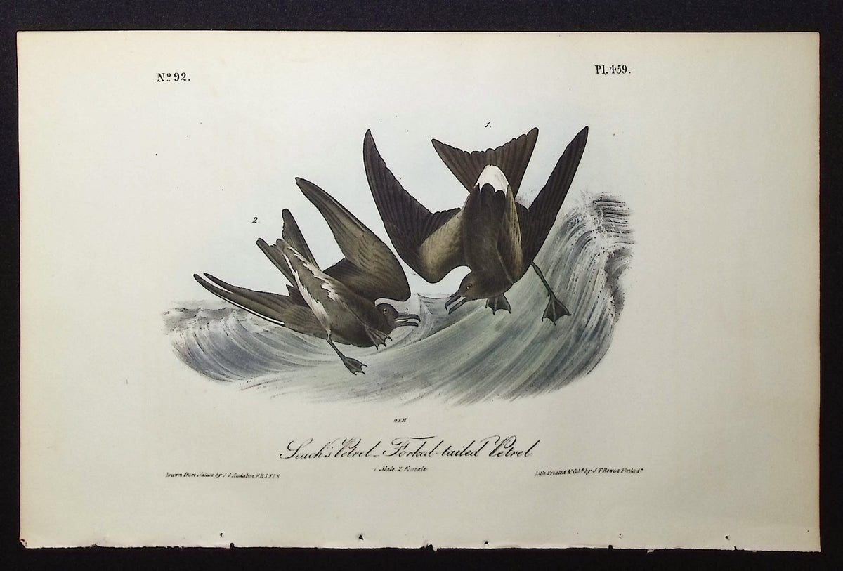 Leach's Petrel Forked-tailed Petrel