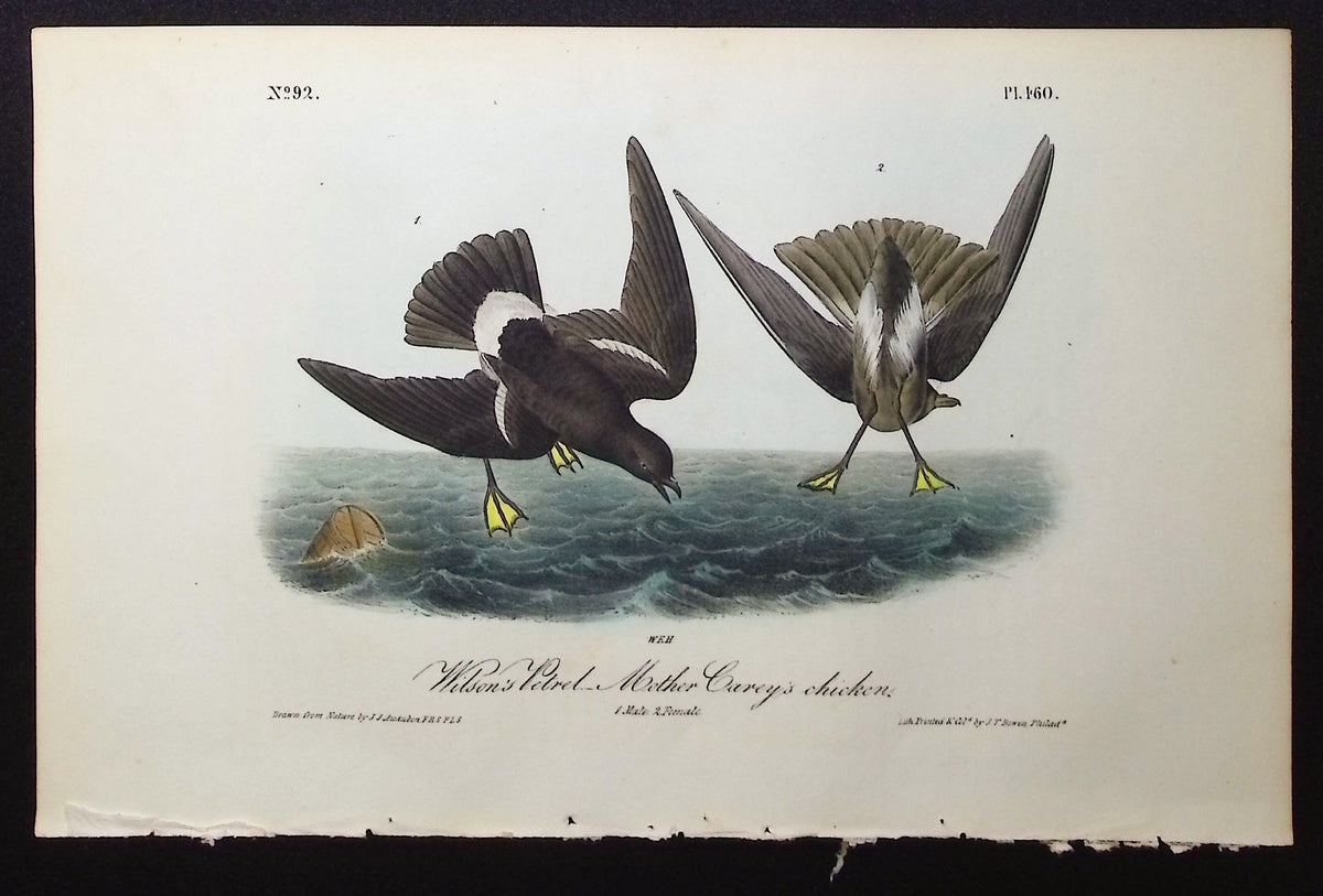 Wilson's Petrel Mother Carey's Chicken