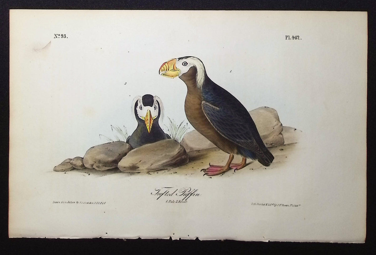 Tufted Puffin